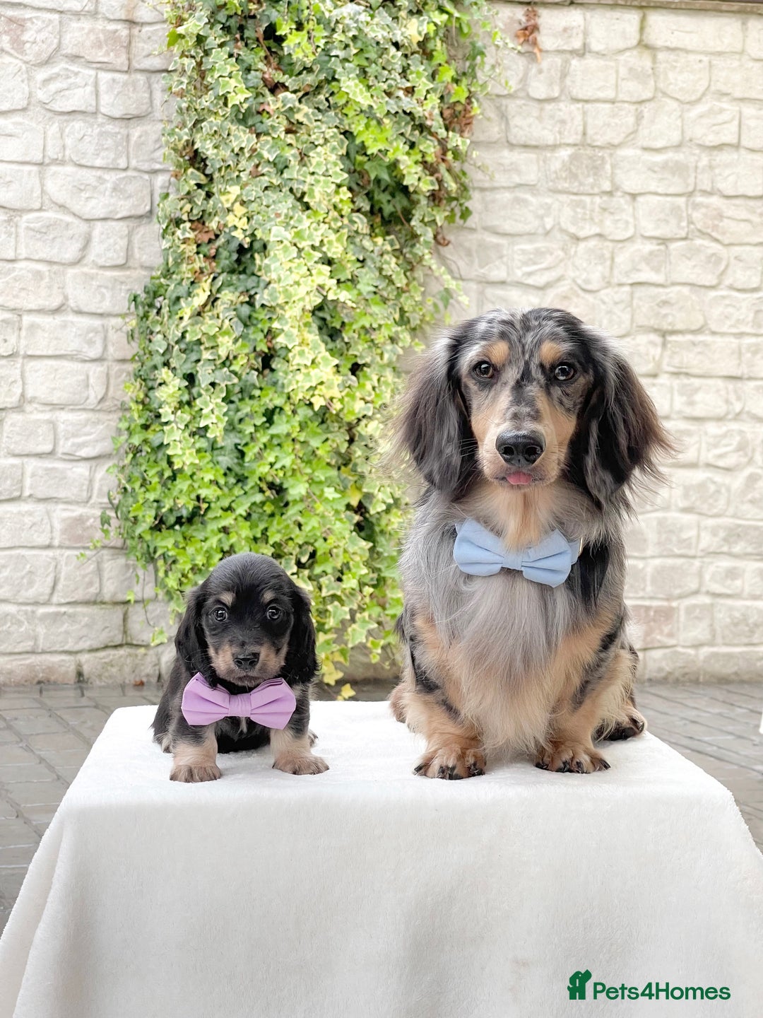 Miniature Dachshund dogs for sale: ready this weekend Minature Longhaired Dachshunds - Image 2