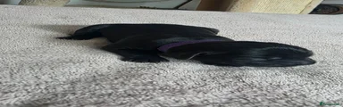 Purple collar black female