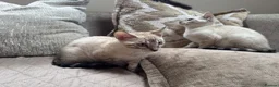 Bengal cats for sale: Stunning TICA Registered Snow Lynx Bengal Kittens - Advert 11