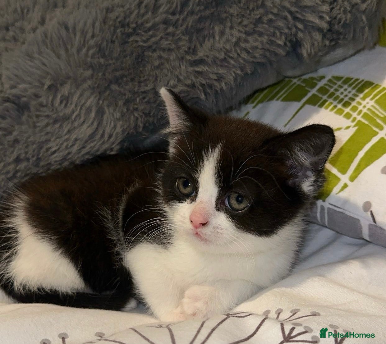 Mixed Breed cats Beautiful boy kitten - Advert 1