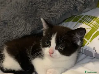 Mixed Breed cats Beautiful boy kitten - Advert 1