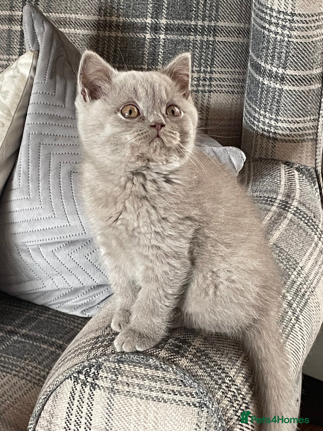 British Shorthair cats for sale: GCCF Reg. Blue and Lilac self boys.  - Image 3