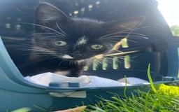 British Shorthair cats for sale: Adorable Cat Duo Looking for a Loving Home - Image 10
