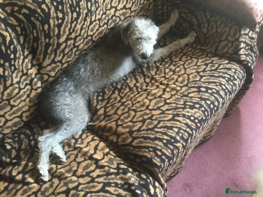 Mixed Breed dogs for sale: Lovely beddy whippet bitch - Advert 1