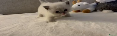 Ragdoll 3