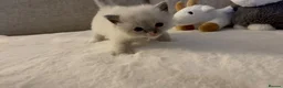 Ragdoll cats for sale: Ragdoll Babies ❤️ - Advert 12