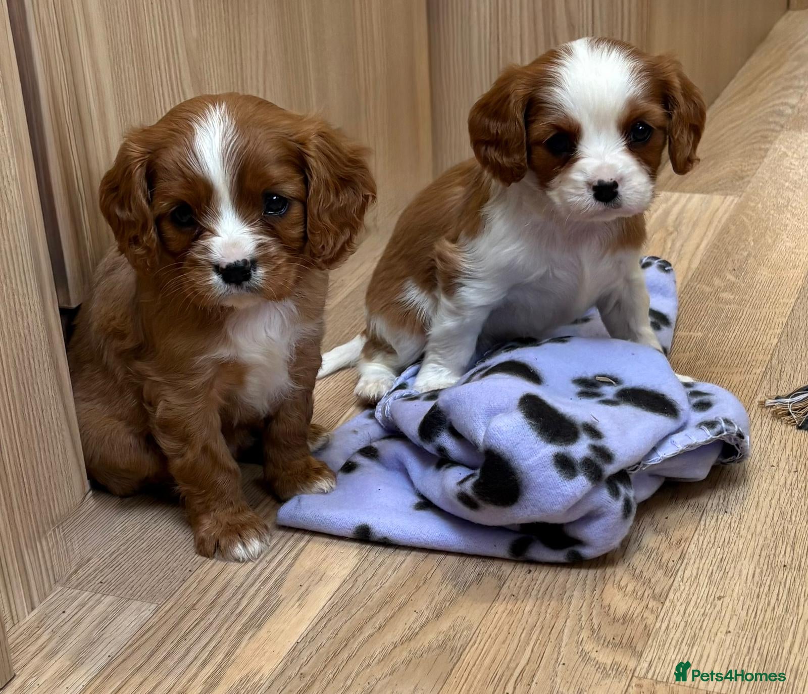 Cavalier King Charles Spaniel dogs Beautiful cavalier puppies  - Advert 1