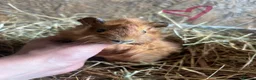 Guinea Pig rodents for sale: Friendly Young Guineapigs  - Advert 4