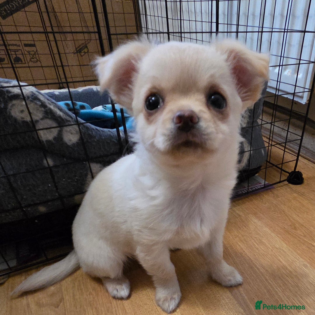 Chihuahua dogs for sale: Chihuahua PUPPY - Advert 1