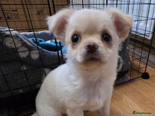 Chihuahua dogs Chihuahua PUPPY - Advert 15