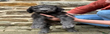 Bedlington Terrier 1