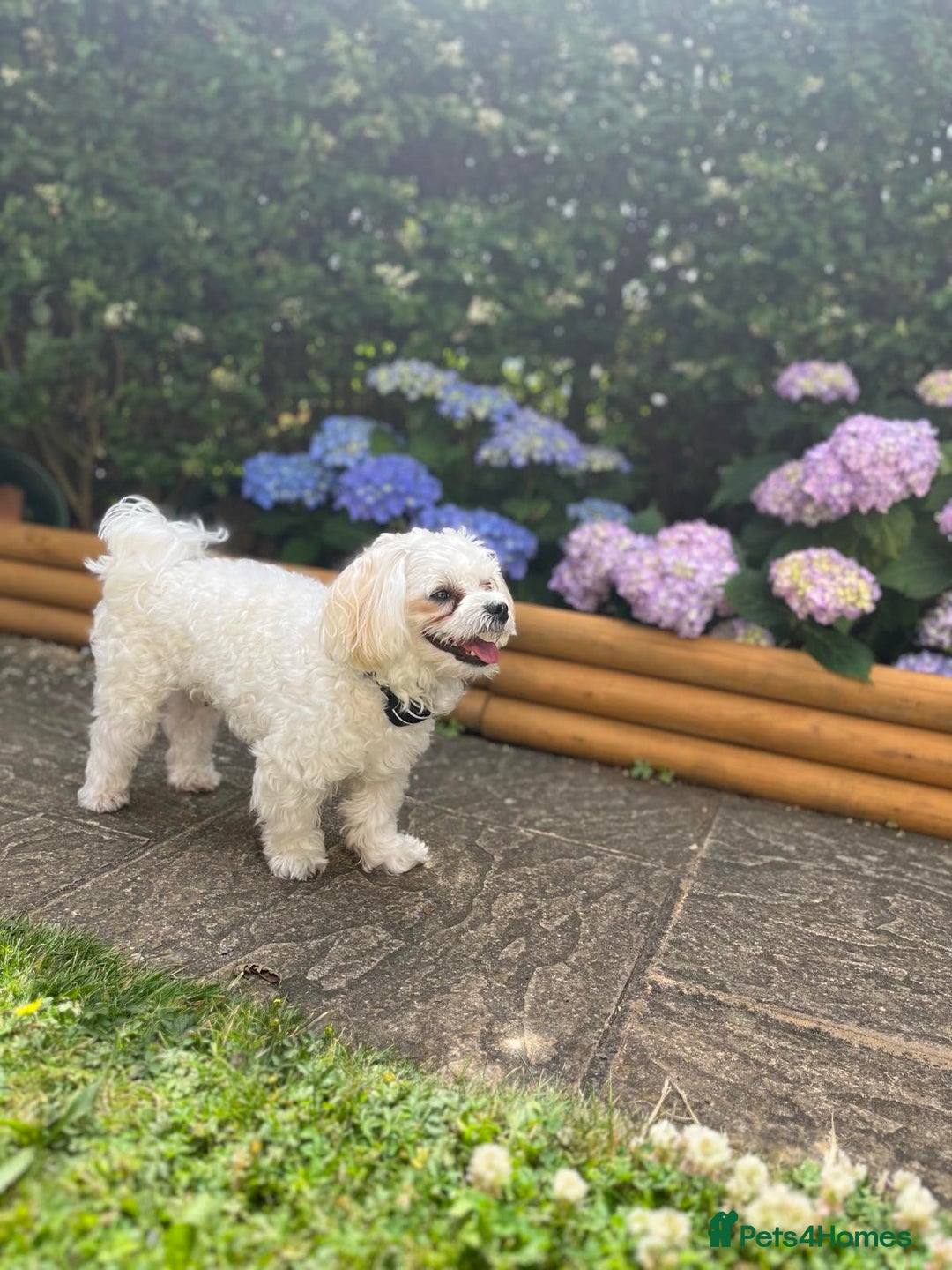 Maltese dogs for stud: MALTESE BOY LOOKING FOR STUD - Image 2