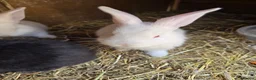 Continental Giant rabbits for sale: Continental Giant Rabbit Kits Bookings Now Open 🐰 - Advert 27