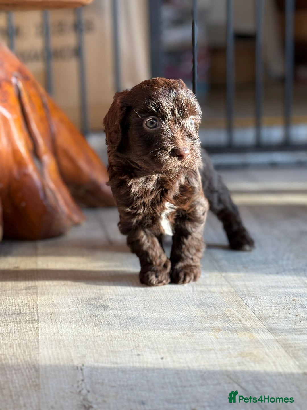 Shihpoo dogs for sale: ✨ Beautiful Shihpoo Puppies ✨  - Advert 37