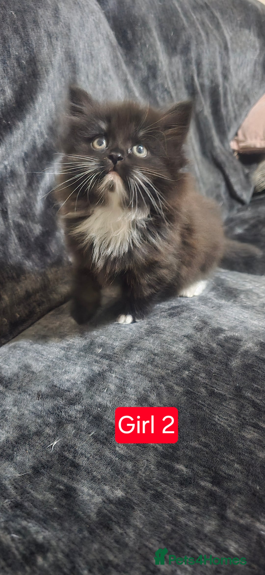 Mixed Breed cats for sale: Lovely Persian mixed kittens for sale - Advert 22