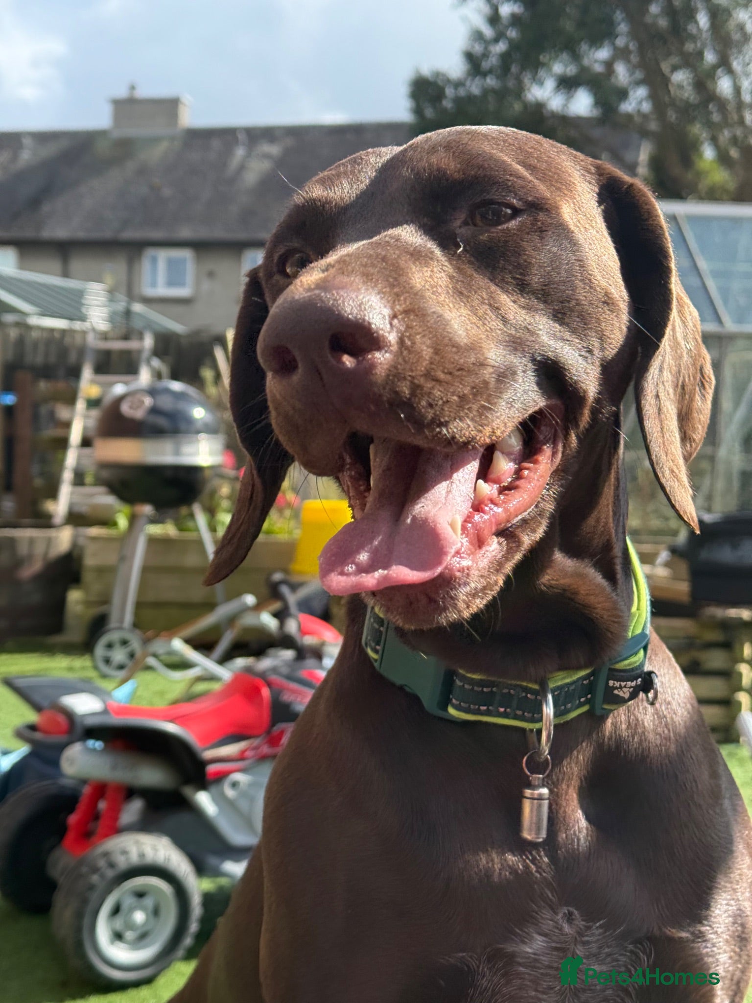 German Shorthaired Pointer dogs KC registered German Shorthaired Pointers - Advert 4
