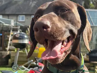 German Shorthaired Pointer dogs KC registered German Shorthaired Pointers - Advert 1