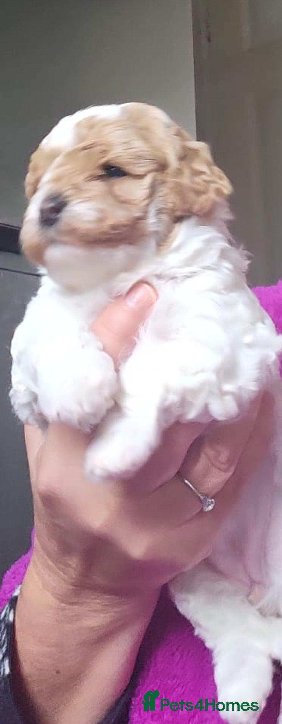 Cavapoo dogs for sale: LITTER OF BEAUTIFUL F2 CAVAPOOS  - Image 4