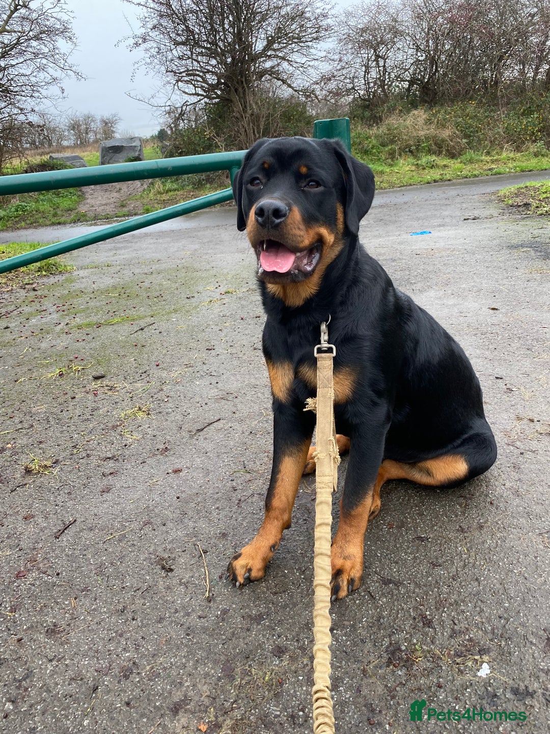 Rottweiler dogs for sale: Kevin  - Advert 1
