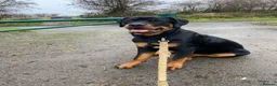 Rottweiler dogs for sale: Kevin  - Advert 1