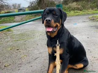 Rottweiler dogs Kevin - Advert 7