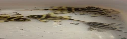 Plecos fish for sale: L333 Goldline Pleco Ceramic line. AA grade - Advert 5