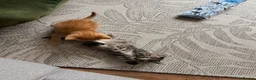 Maine Coon cats for sale: 3 gorgeous kittens  - Advert 5