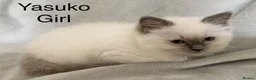 Ragdoll cats for sale: Beautiful GCCF Pedigree Ragdoll Kittens - Advert 7