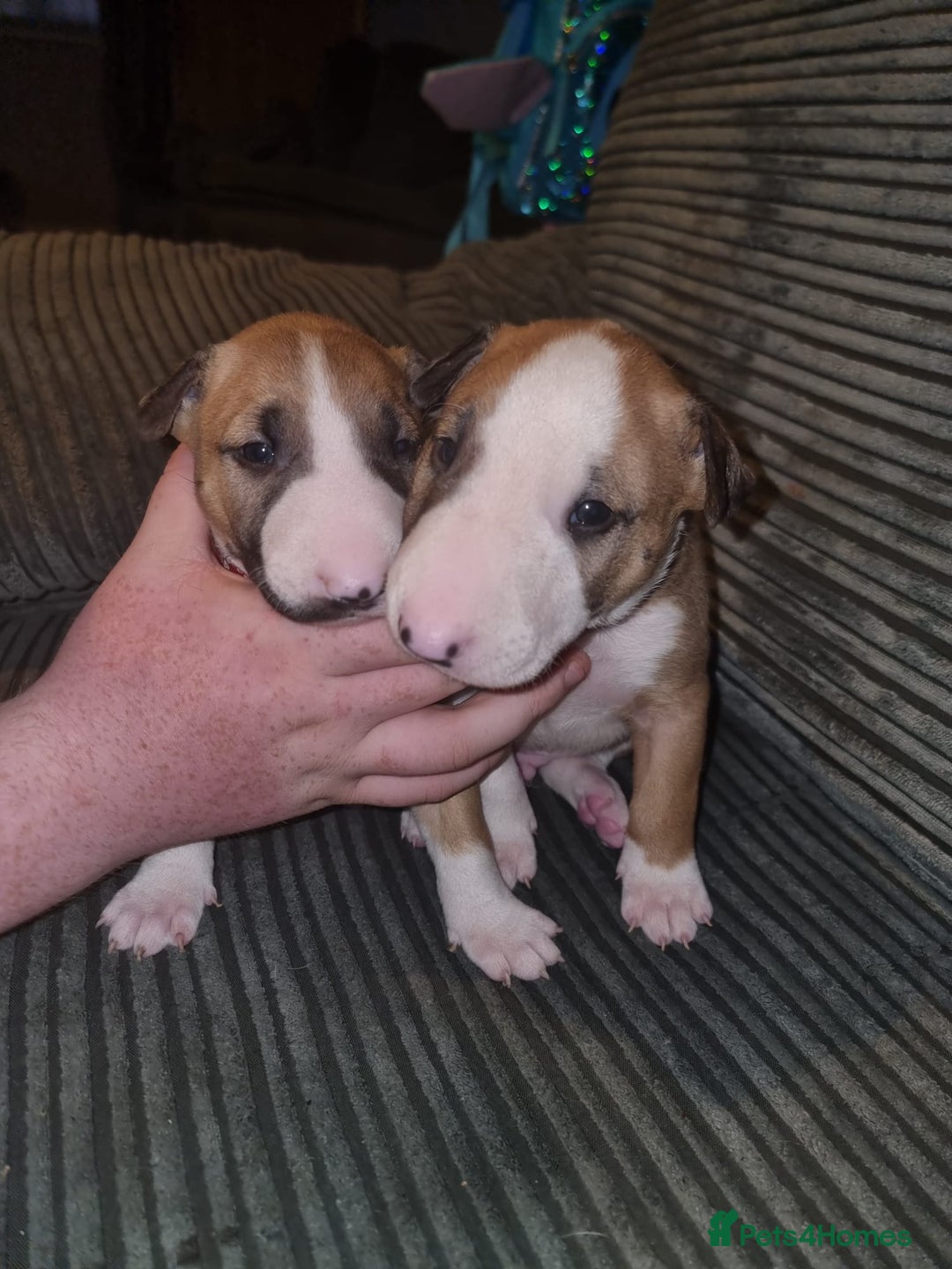English Bull Terrier dogs for sale: English bull terrier  - Image 19