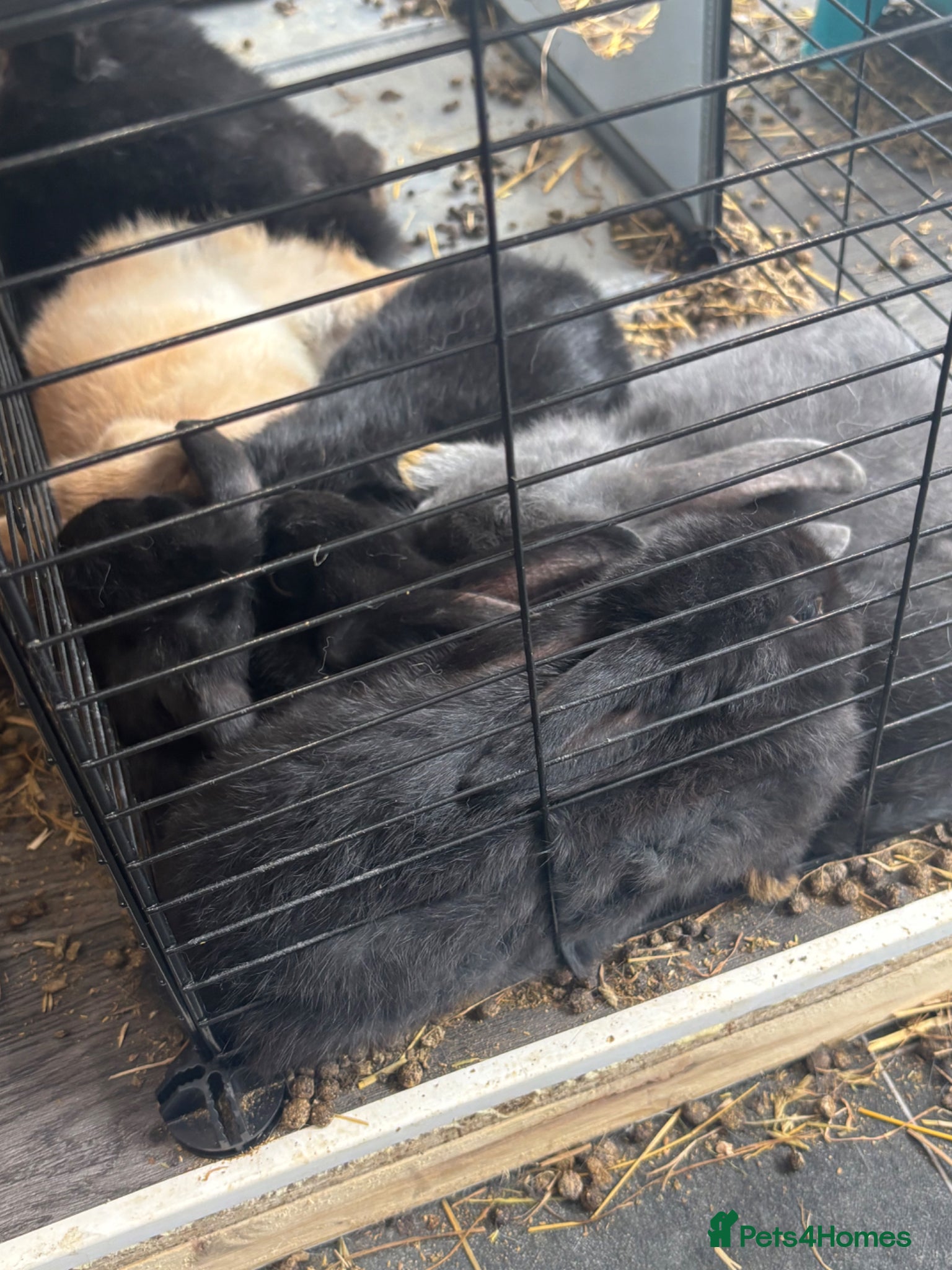 Mixed Breed rabbits Baby rabbits for sale - Advert 9