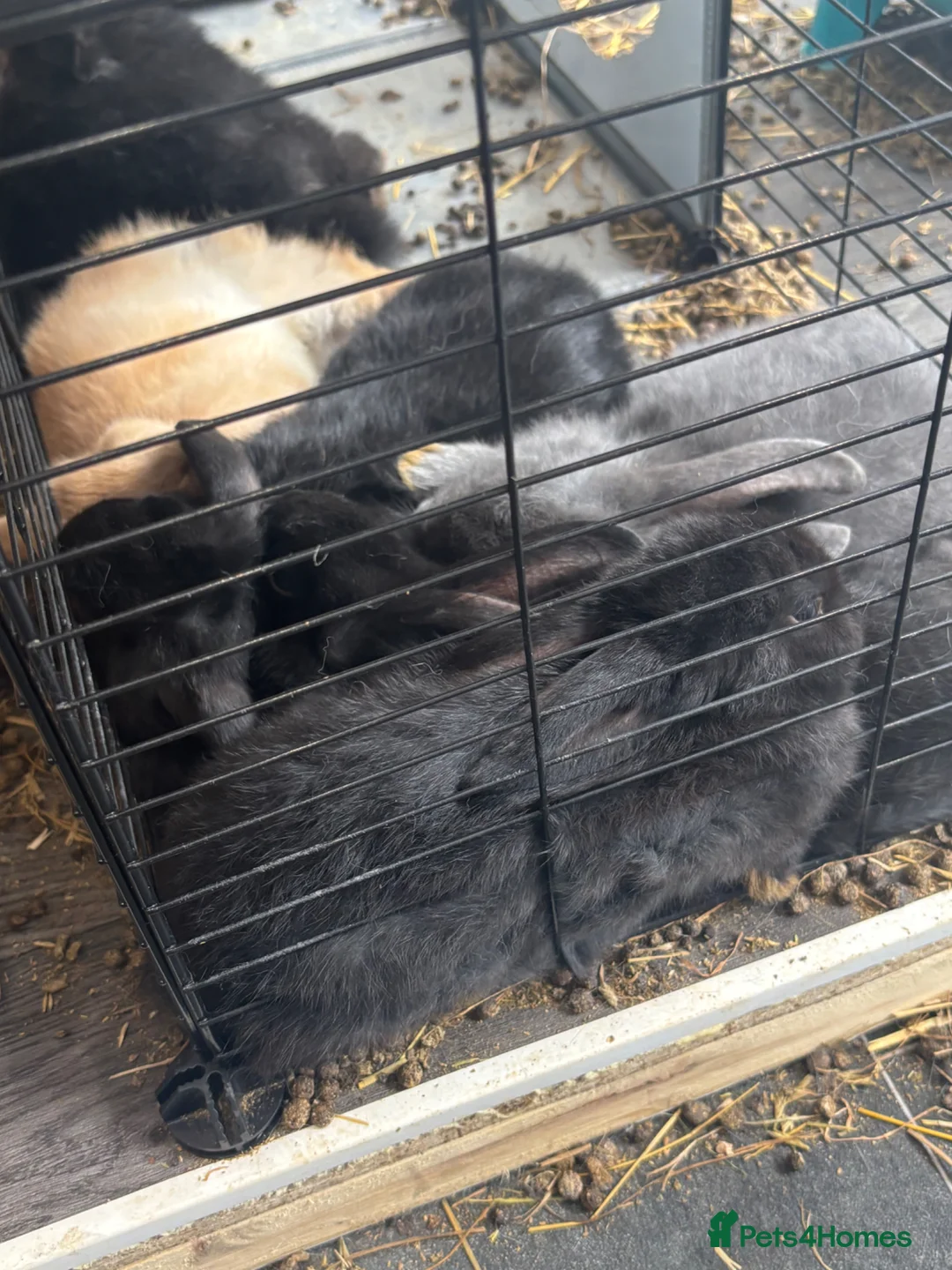 Mixed Breed rabbits for sale: Baby rabbits for sale in Bridgend - Advert 1