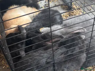 Mixed Breed rabbits Baby rabbits for sale - Advert 12
