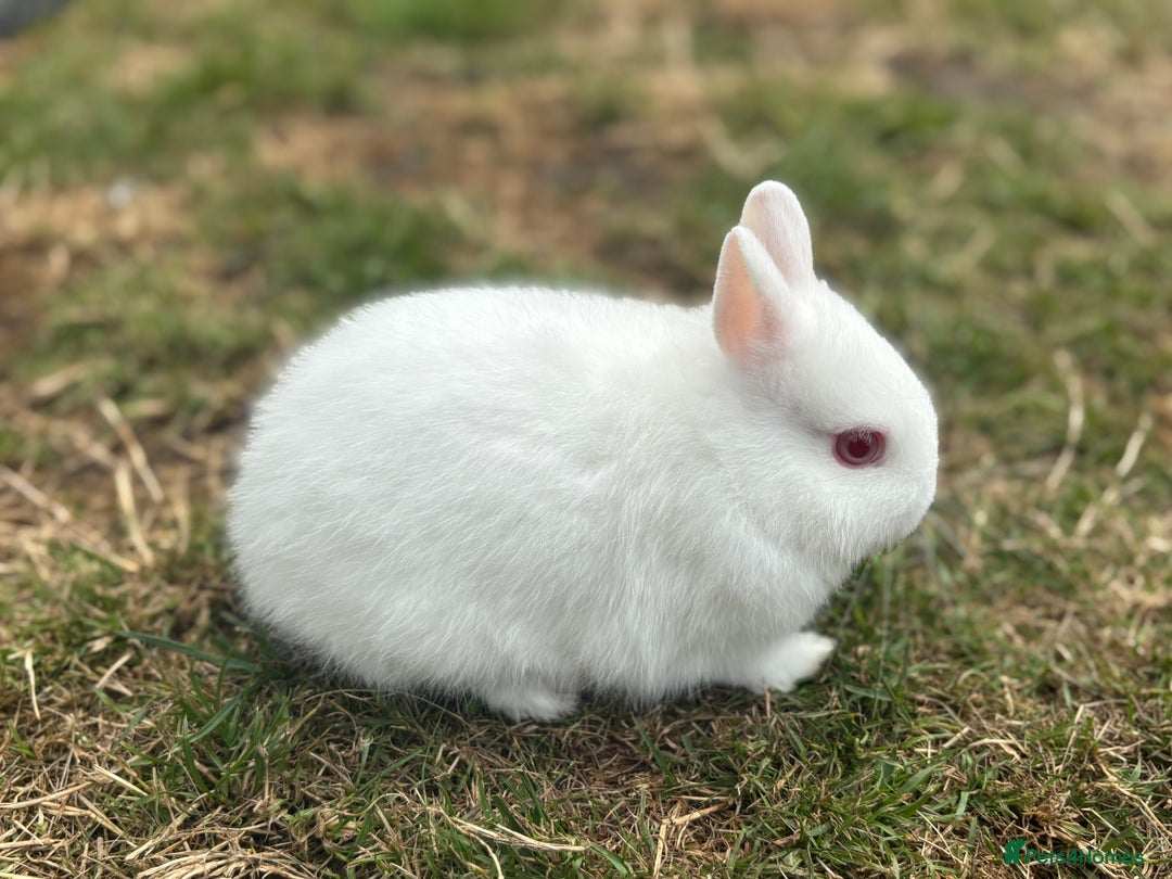 Netherland Dwarf rabbits for sale: Trio Netherland Dwarf Boys - Image 9