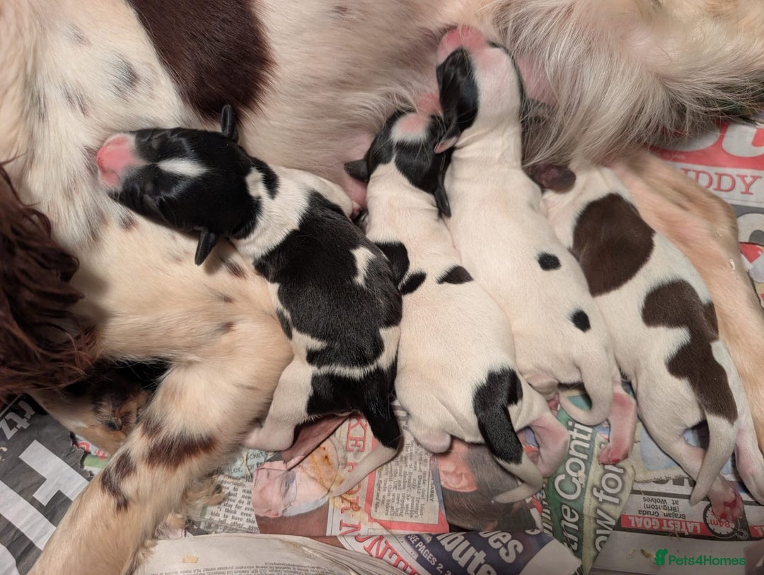 English Springer Spaniel dogs for sale: Springer spaniel pups ready now  - Image 24