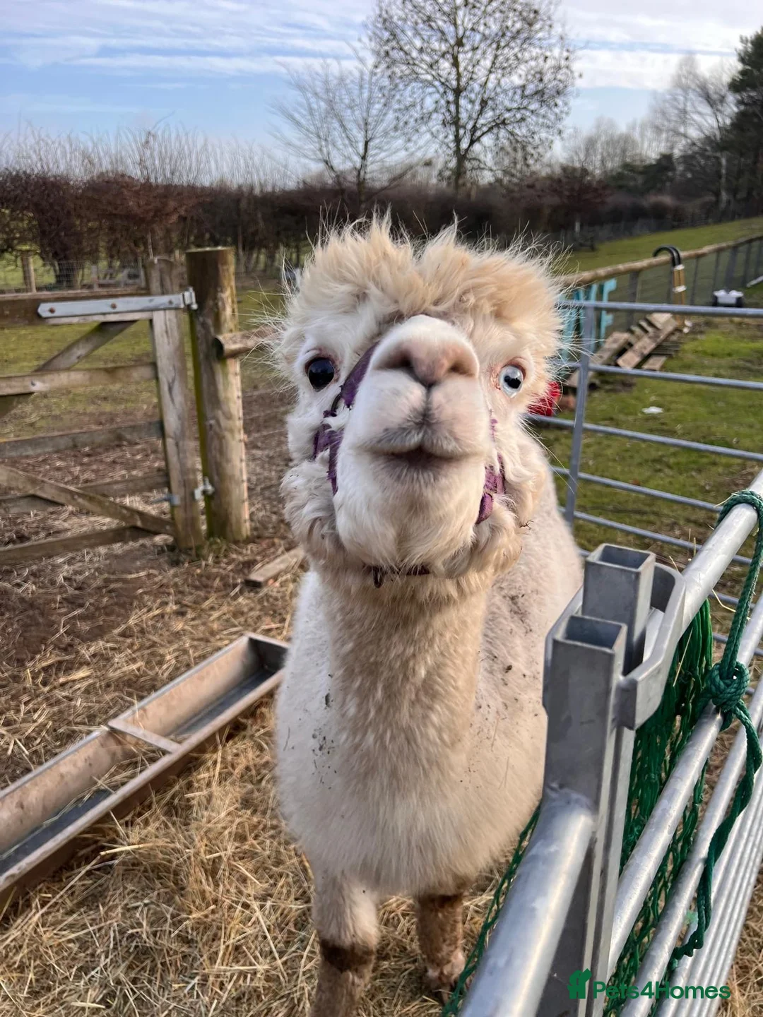 Alpaca livestock for sale: Two female alpacas  - Advert 1