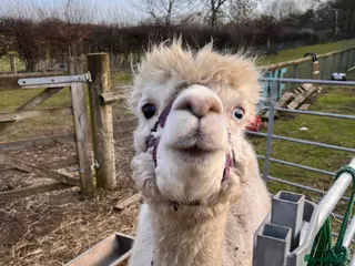 Alpaca livestock Two female alpacas - Advert 4