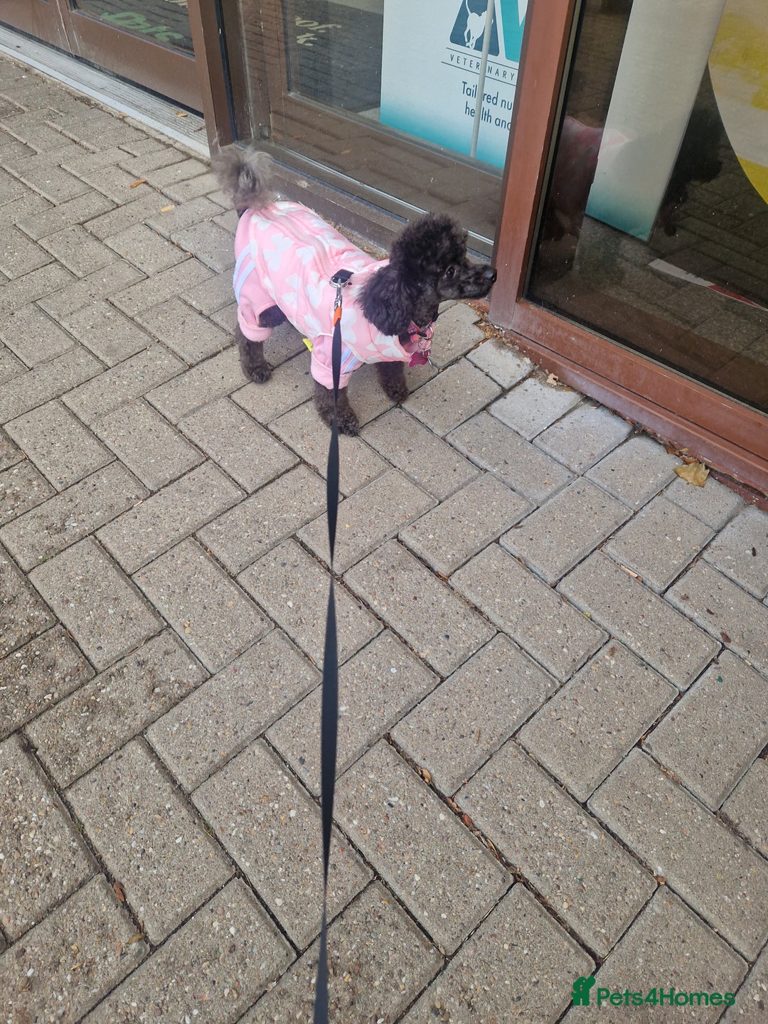 Chipoo dogs for sale: Princess Nelly  - Advert 8