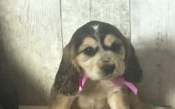 Cocker Spaniel dogs for sale: Adorable, Social, Confident KC reg Cocker pups - Image 8