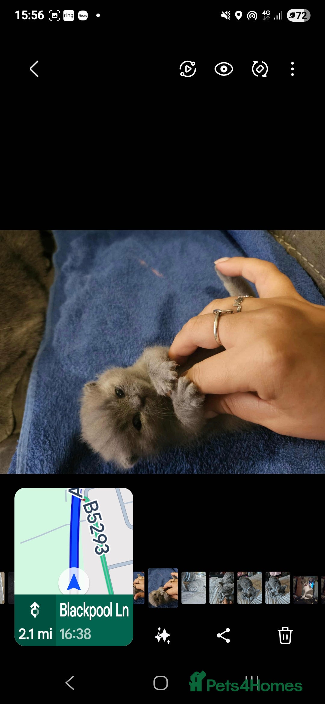 British Shorthair cats for sale: British Shorthair 1 little girl - Image 4
