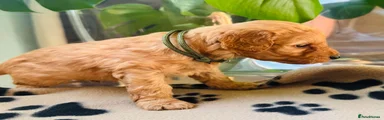 Green Collar Boy