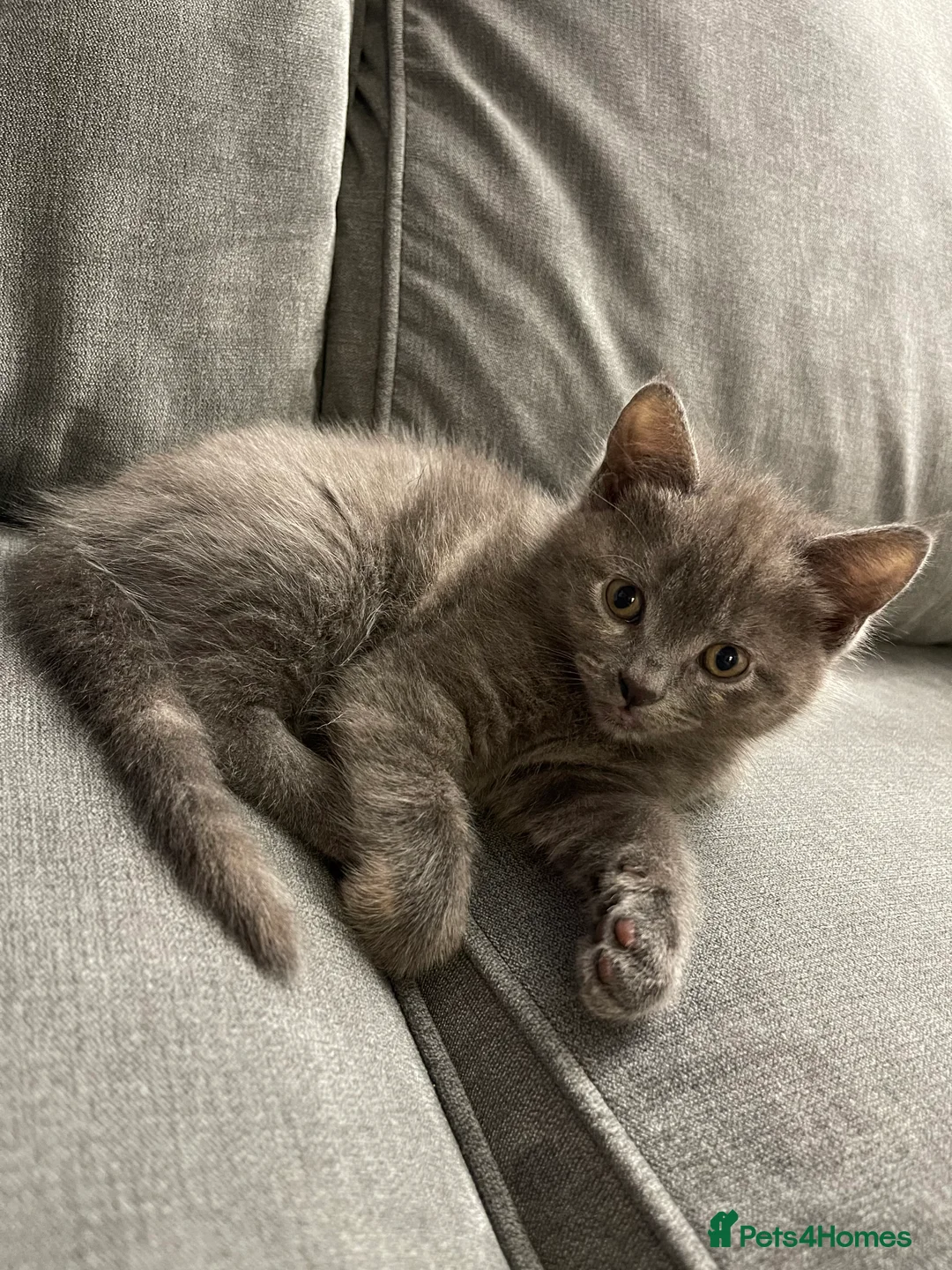 Mixed Breed cats for sale: *SOLD* 3/4 Maine Coon Polydactyl Kittens - Advert 6