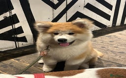 Akita dogs for sale: Japanese Akita Inu 4months old, purebred  - Image 1