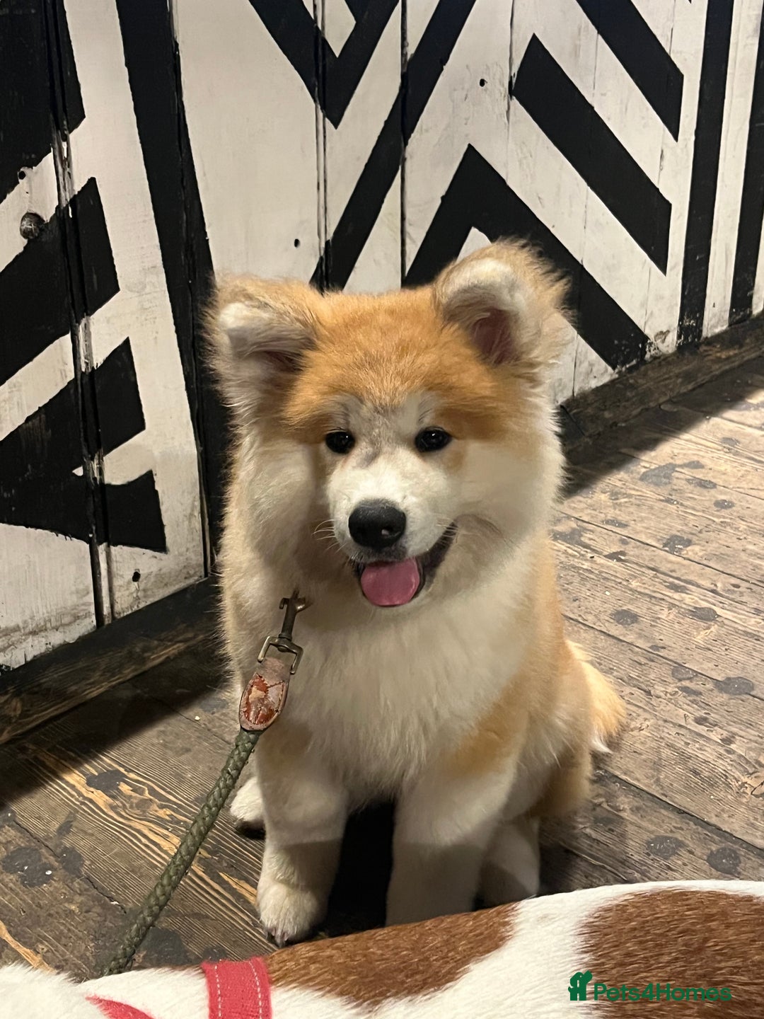 Akita dogs for sale: Japanese Akita Inu 4months old, purebred  - Image 1