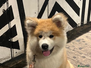Akita dogs - Advert 7