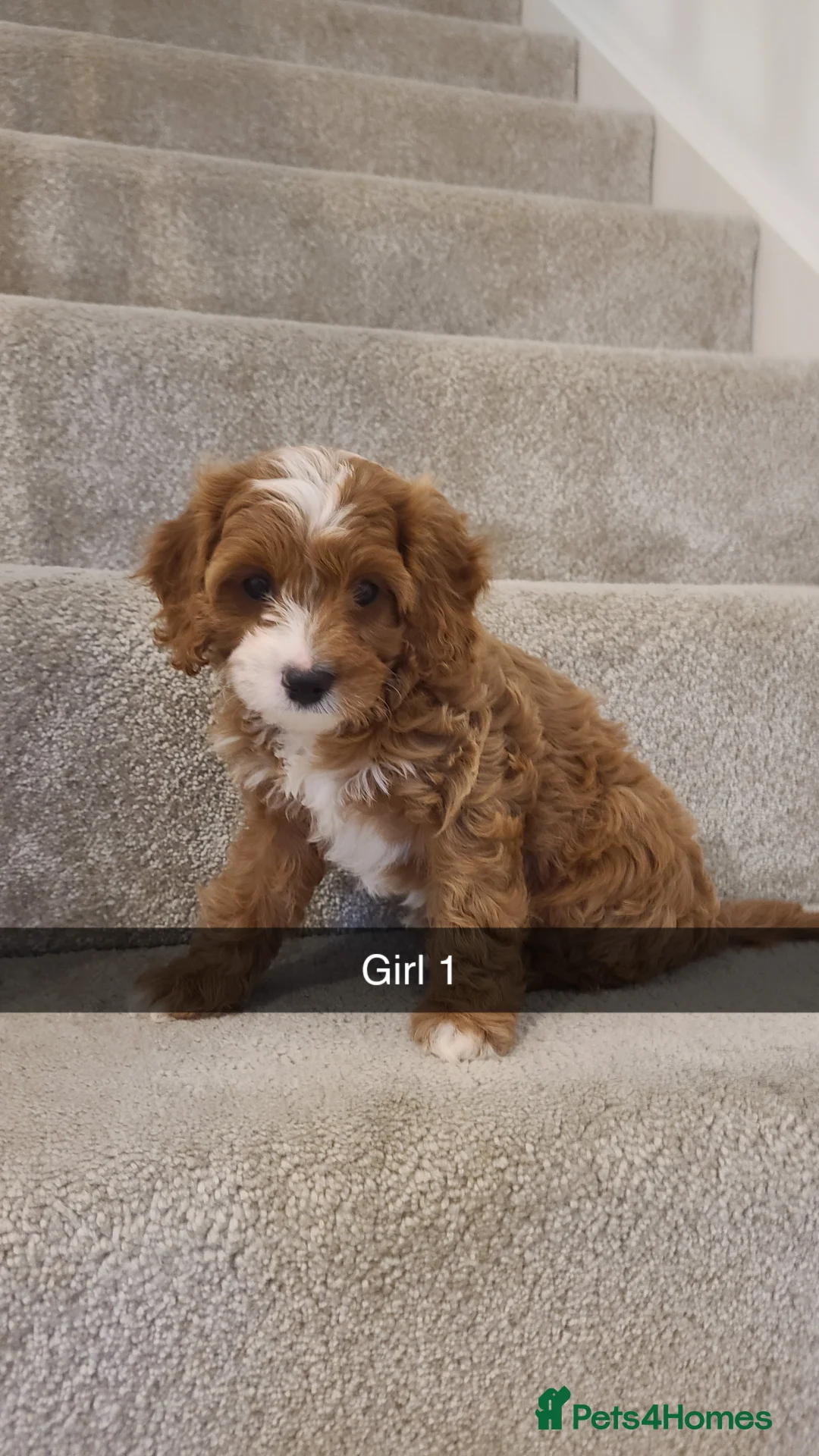 Cavapoo dogs for sale: Cavapoo puppys  - Advert 12