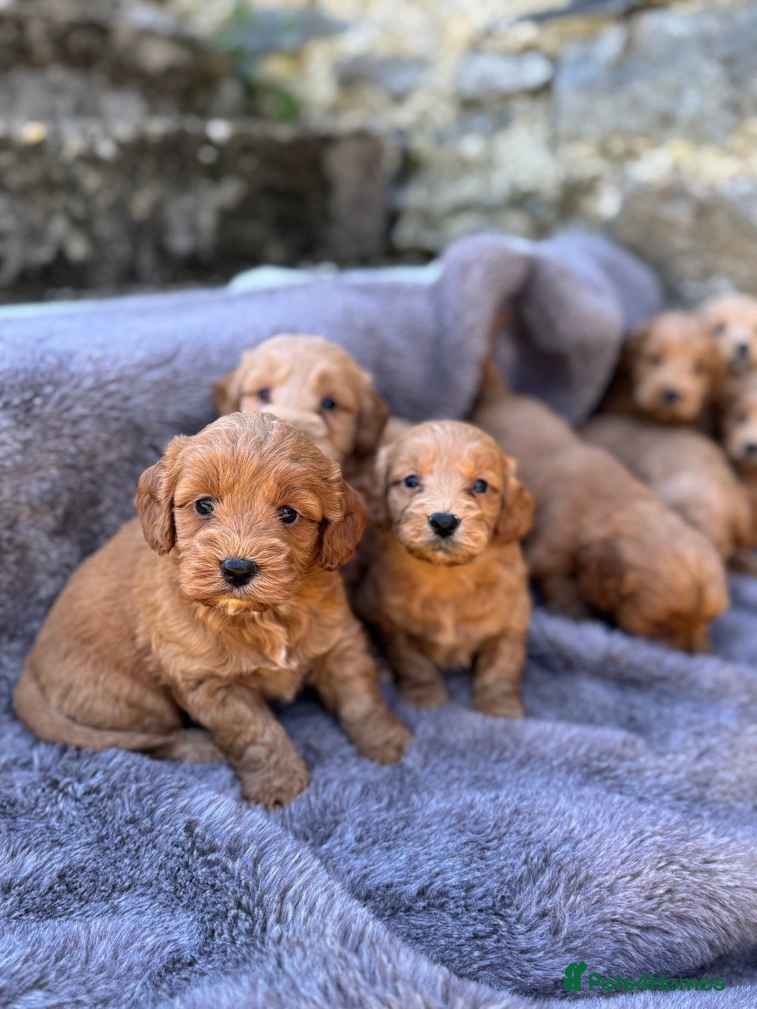 Cockapoo dogs for sale: ⭐️Ready Now, beautiful boys⭐️ Cockapoo puppies - Image 15