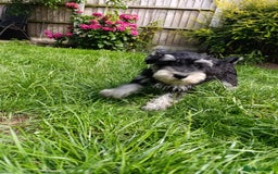 Miniature Schnauzer dogs for sale: Kc mini schnauzer pups for sale  - Image 7