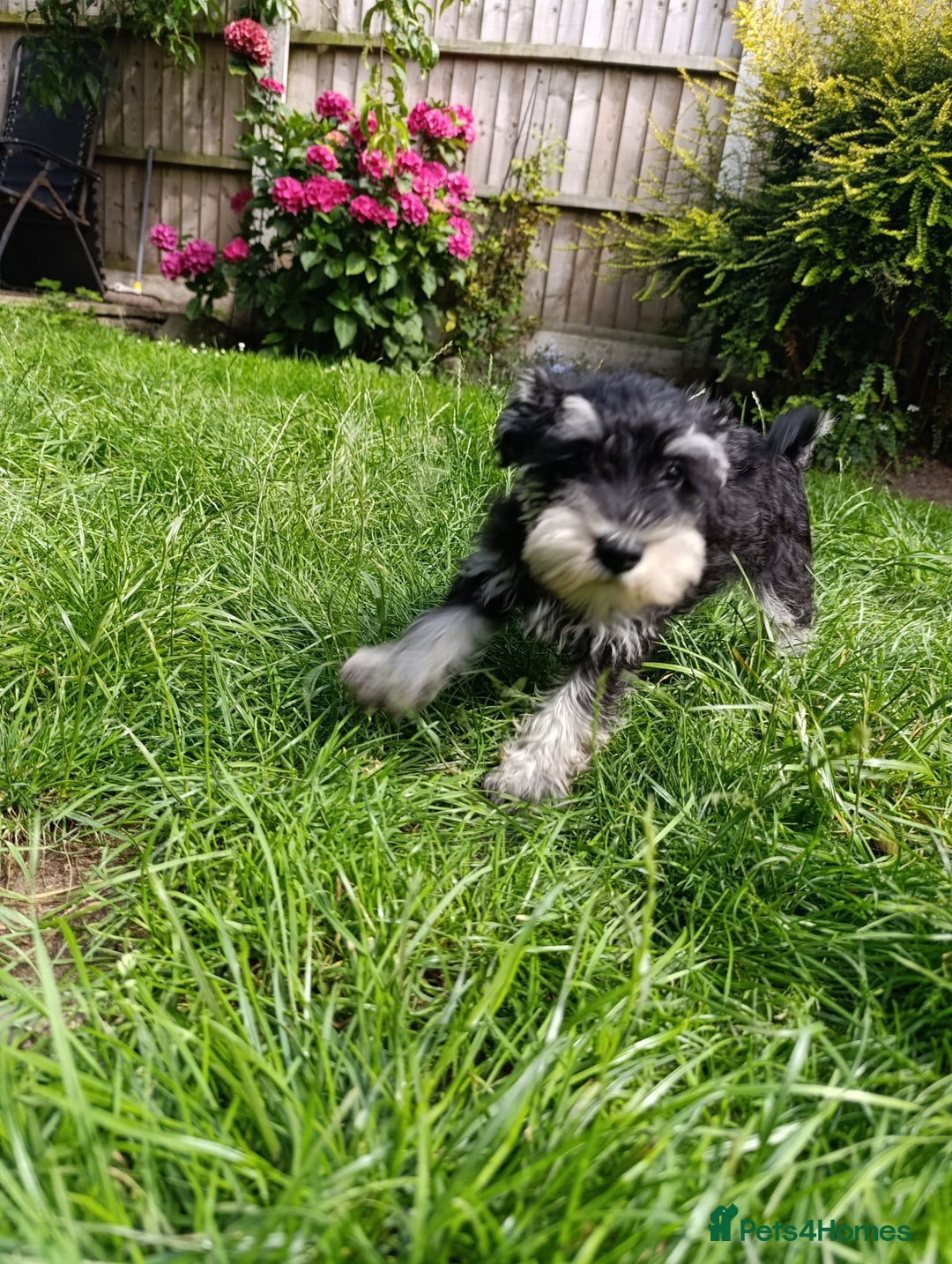 Miniature Schnauzer dogs for sale: Kc mini schnauzer pups for sale  - Image 7