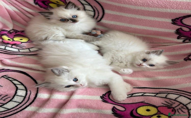 Ragdoll cats - Advert 1