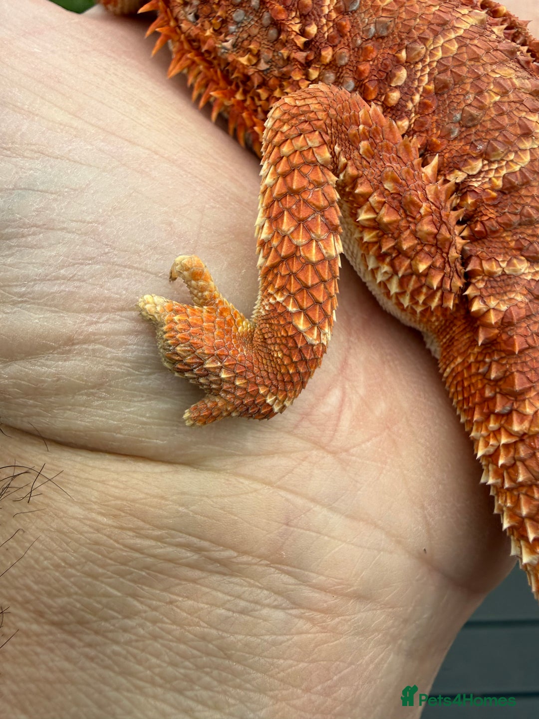 Bearded Dragon reptiles for sale: Bearded Dragon. Blue bar Tiger Stripe  - Image 12